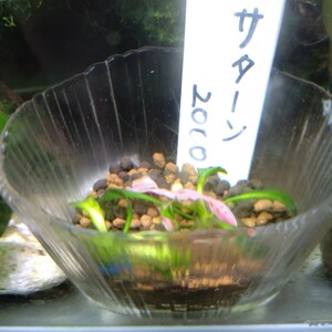  Echinodorus Saturn millenium one stock 