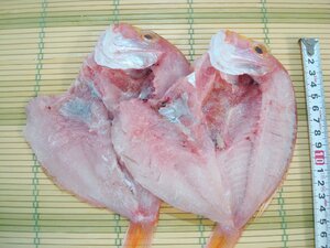 築地丸中　貴重！れんこ鯛 開き干し（島根県産）2枚！ たい タイ 鯛 連子鯛 れんこだい