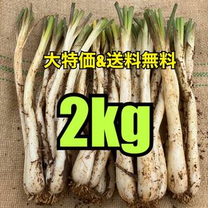 【大容量！ヤフオクフリマ特別価格！健康美容野菜！】沖縄　伊江島産　島らっきょう　2kg