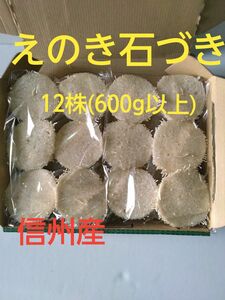 えのきたけ　石づき　えのきの根元　生産農家直送　カットえのき　信州産 