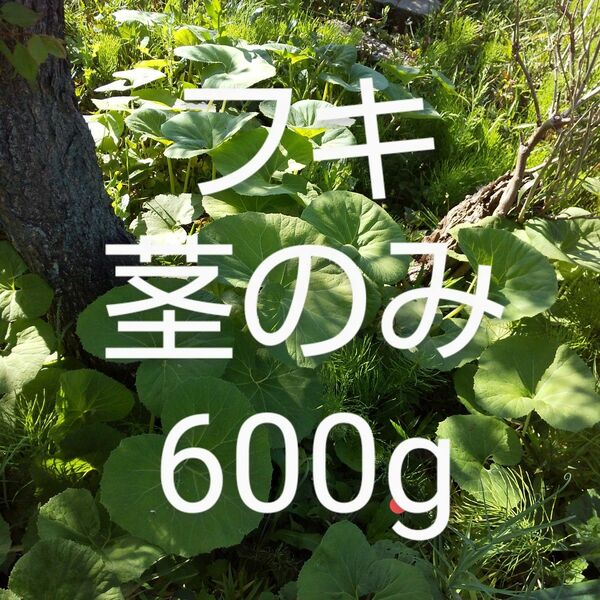 ふき　茎のみ　約600g 新鮮 農薬不使用