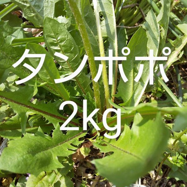 たんぽぽ　約2kg 新鮮　農薬不使用