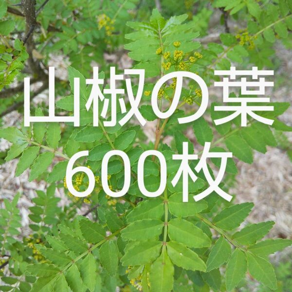 山椒の葉 600枚 新鮮 農薬不使用　天然物