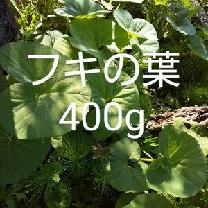 500円セール　ふきの葉 約400g 新鮮 農薬不使用