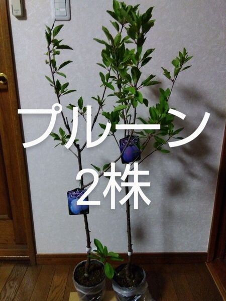 プルーン苗木 2株