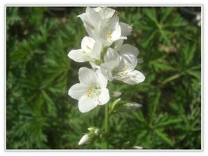 【山野草】白花リシリハナシノブ（白花利尻花忍）・2ポット(蕾～開花）