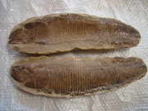 激安！大型魚化石白亜紀アスピドリンクス(硬骨魚類)光鱗系ブラジル産ペア一対43cm6Kg_画像1