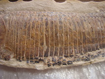 激安！大型魚化石白亜紀アスピドリンクス(硬骨魚類)光鱗系ブラジル産ペア一対43cm6Kg_画像3