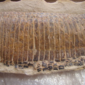 激安！大型魚化石白亜紀アスピドリンクス(硬骨魚類)光鱗系ブラジル産ペア一対43cm6Kgの画像3