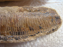 激安！大型魚化石白亜紀アスピドリンクス(硬骨魚類)光鱗系ブラジル産ペア一対43cm6Kg_画像4