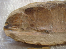 激安！大型魚化石白亜紀アスピドリンクス(硬骨魚類)光鱗系ブラジル産ペア一対43cm6Kg_画像5