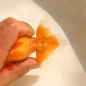 鬼フンタン・２歳魚・中部西大関系統・雄タイプ・１２ｃｍ・０２８・まーくんの画像10