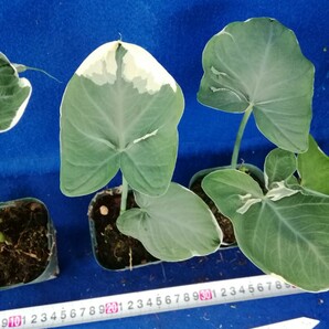 NO.0417 斑入り 古典 キサントソーマ斑入り ５つセット 観葉植物 の画像3