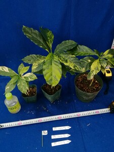 NO.0428　斑入り　古典　斑入コーヒーの木　実生　アラビカ種　大小　３ヶセット　coffee tree variegated 観葉植物　