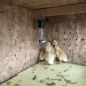 【食用】 有精卵 １0個  アヒル 合鴨  無洗卵  家畜   平飼い 未使用の画像9