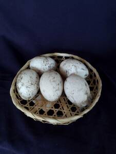  meal for ] goose. have . egg 5 piece meal for have . egg 5 piece egg house . flat .. unused 