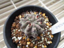 ●○サボテン Neoporteria paucicostata(MESA#1036.4) 実生苗○●_画像2