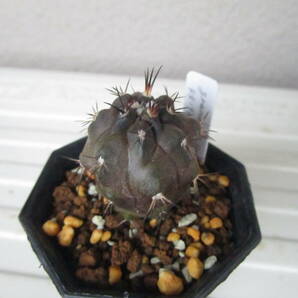 ●○サボテン Copiapoa grandiflora KK196 Carrizal Alto 600m(MESA#84.8105) 実生苗○●の画像2