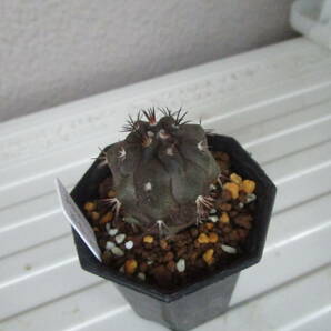 ●○サボテン Copiapoa grandiflora KK196 Carrizal Alto 600m(MESA#84.8105) 実生苗○●の画像6