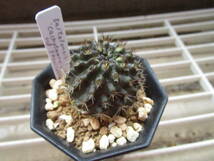 ●○サボテン ネオポルテリア Neoporteria taltalensis ‘cachytaensis’ ssp paucicostata 実生苗○●_画像3