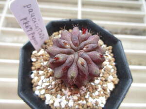 ●○サボテン Eriosyce taltalensis ssp. paucicostata KK67 Paposo(MESA#1036.54) 実生苗○●