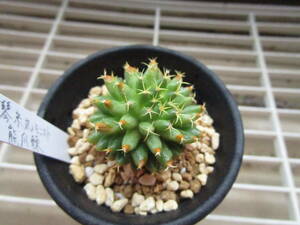 ●○サボテン Mammillaria camptotricha cv. Bru 熊爪棘 琴糸丸モンスト かきこ●