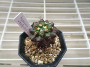 ●○サボテン コピアポア バルクテンシス Copiapoa hypogaea v. barquitensis FR654(MESA#83) 実生苗○●