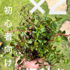 【根付き】有茎草mix×2