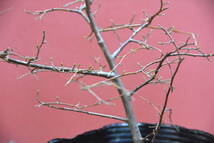 エゴノキ　山取り　鉢植え　盆栽素材　002_画像3