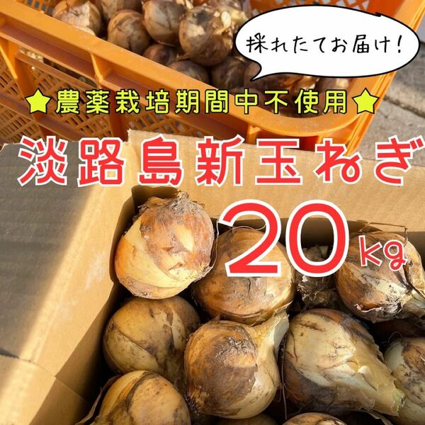 【産地直送】美味しい♪ 農薬栽培期間中不使用 淡路島新玉ねぎ 20kg【送料無料】 新たまねぎ 新玉葱