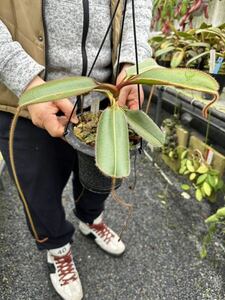 食虫植物　N. erucoides (Mt. Redondo Dinagat) ネペンテス　エルコイデス