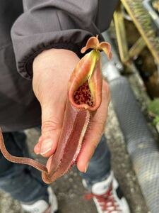 食虫植物 ネペンテス　ネブラルム　N. nebularum Mt.Mayo