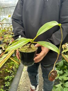 食虫植物　N xharryana Kinapalu ネペンテス　ハリアナ