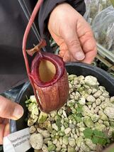 食虫植物　Nepenthes (ventricosa x sibuyanensis) - flared peristome x flava_画像1