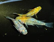 『VICTORY FISH』☆極上夜桜ダルマ・半ダルマ☆ 逆トリオ！現物出品　産卵中！！筑紫メダカ様血統！！メダカ　ハイビスカス　ネプチューン_画像4