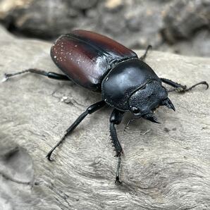 【新成虫】赤ドンキ ドンキエル コクワガタ ペア オス メス の画像4