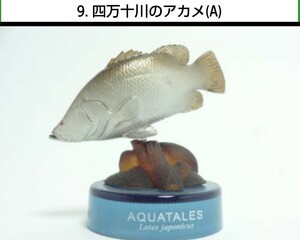 09. 四万十川のアカメ(A) フィギュア版 中国四国物産展 海洋堂 検) ボトルキャップ 非売品 アクアテイルズ フィギュア チョコエッグ