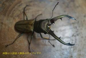 ☆新着WILDボルネオ便☆モンタネルスホソアカクワガタ　成虫ペア　♂65㍉UP×♀FREE（品番：①）