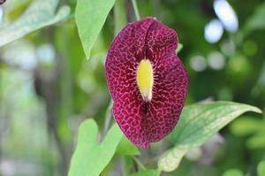 ★TO★珍奇植物★アリストロキア・オドラティッシマ　Aristolochia odoratissima　3号ポット苗　現品　つる性　人気・強健種　6サイズ