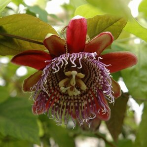 ★TO★果実が食用になる新しいトケイソウの品種 Passiflora 'Precioso' パッシフロラ‘プレシオソ’ 3号ポット苗 現品 80サイズの画像1