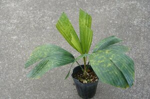 *TO* leaf pattern . beautiful Lanonia(=Licuala) dasyanthala noni a*da Cyan sa. baby likala3 number real raw seedling reality goods 60 size 