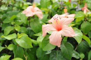 *TO* flower . attaching * rare * Hawaii . have. hibiscus *kokio. salmon pink flower Hibiscus kokio salmon 3 number pot seedling reality goods 80 size 