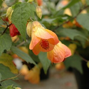 ★TO★オリジナル品種★矮性で花付きのよいアブチロン 初恋 Abutilon hybridum 淡いオレンジ色の花 3号ポット苗 現品 60サイズの画像1