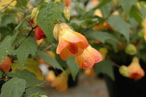 ★TO★オリジナル品種★矮性で花付きのよいアブチロン 初恋　Abutilon hybridum　淡いオレンジ色の花　3号ポット苗　現品　60サイズ