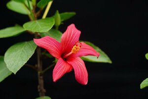 ★TO★希少★花芽付き★モーリシャス　レユニオン島のハイビスカス・ボリアヌス　Hibiscus boryanus　3号ポット 挿し木苗 現品　80サイズ