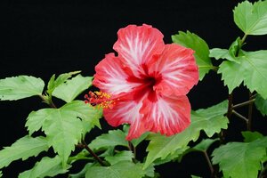 *TO* flower . attaching * lovely flower. hibiscus Hamming bird Hibiscus 'Hamingbird' 3 number pot .. tree seedling reality goods 60 size 