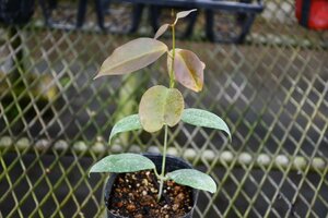 240426☆AO☆サクラランの仲間 香りの良い花が魅力　オドラタ　Hoya odorata 60サイズ