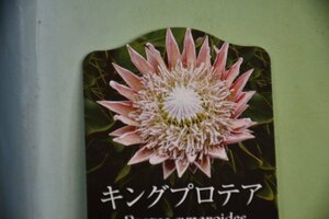 240416☆AO☆花が豪華できれい　キングプロテアの苗 Protea cynaroides 60センチ