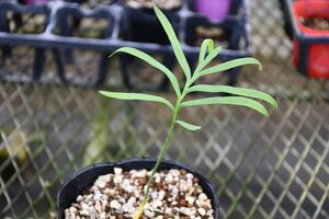 240420☆AO☆珍ソテツ タイのソテツ 実生 Cycas sp.Silver 60サイズ