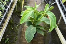 240441☆AO☆珍種メディニラ'火の鳥' 花芽たくさん付き　Medinilla 'Hinotori'　140サイズ_画像2